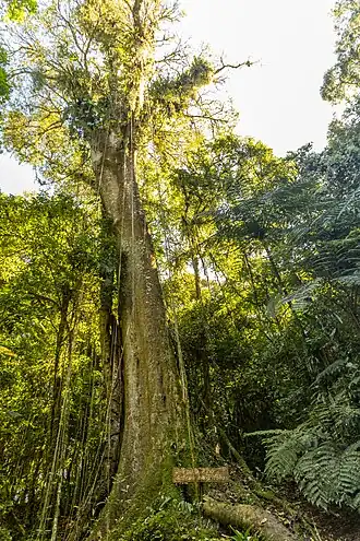 Description de l'image PESM - Núcelo Cunha - Trilha do Pau d'Alho por Rodrigo Tetsuo Argenton (74).jpg.