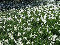 Narcisses des poètes.