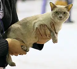 Chatte de couleur lilas tenue à bout de bras.