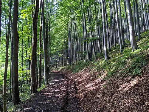 Réserve naturelle d'Uplaz.