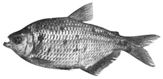 Description de l'image PSM V68 D525 Astyanax bimaculatus a characin found everywhere in tropical south america.png.