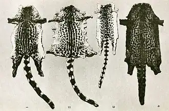 Description de l'image PZSL1907Plate54 (crop, genets of Nigeria).jpg.