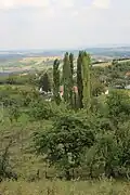 Paštrić - panorama