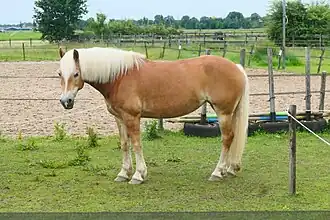 Photographie d'un ceval fauve clair et blond vu de profil dans un paddock.