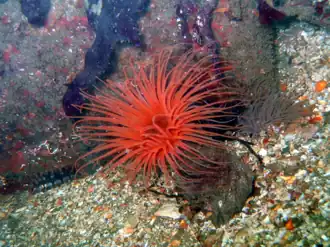 Pachycerianthus fimbriatus