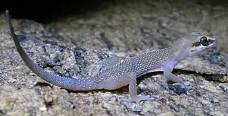 Description de l'image Pachydactylus atorquatus (cropped).jpg.