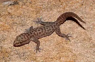 Description de l'image Pachydactylus montanus, Gamsberg Mine imported from iNaturalist photo 118911855.jpg.