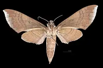 Revers de la femelle (coll.MHNT)