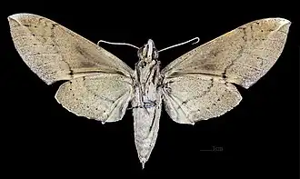 △ Revers de la femelle MHNT