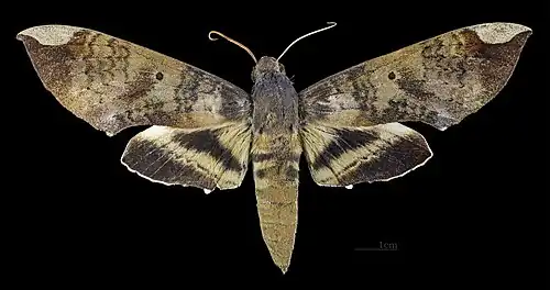 Description de cette image, également commentée ci-après