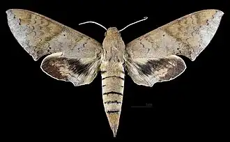 Avers de la femelle (coll.MHNT)