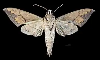 △ Revers du mâle  (coll.MHNT)