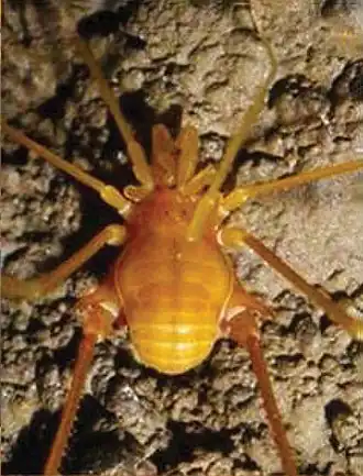 Description de l'image Pachylospeleus strinatii (10.3897-subtbiol.19.8207) Figure 2 (cropped).jpg.