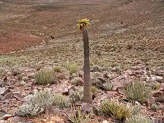 Pachypodium namaquanum.