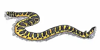 Description de l'image Pachyrhachis 1.jpg.