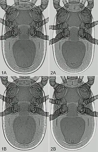 Description de l'image Pachyseius spp. (10.3897-zookeys.790.26894) Figures 1–2.jpg.