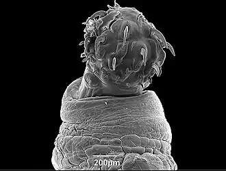 Description de l'image Pachysentis lenti.jpg.