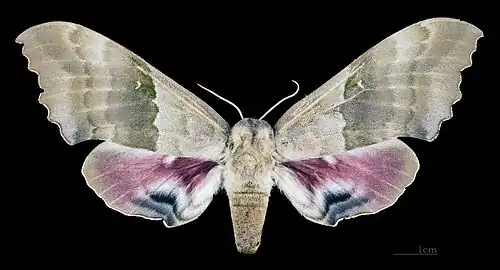 Pachysphinx modesta femelle avers (coll.MHNT)