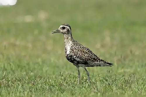Photographie d'un Pluvier fauve marchant dans l'herbe. Le dessous de son corps, de la face au ventre, est moucheté de plumes noires et de plumes beiges ou blanches.
