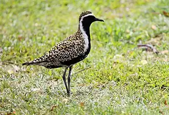 Photographie d'un Pluvier fauve.