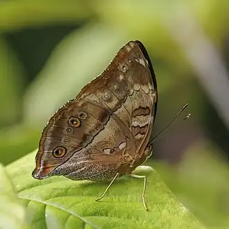 Description de l'image Pacific orange leafwing (Doleschallia tongana vomana) underside Taveuni.jpg.