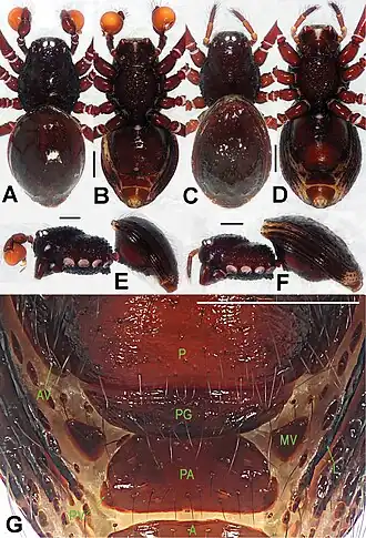 Description de l'image Paculla bukittimahensis (10.3897-zookeys.661.10677) Figure 1.jpg.
