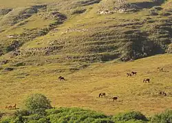 Chevaux broutant dans un paysage d'herbe de savane et de reliefs.