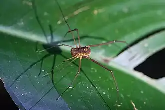 Description de l'image Paecilaema eutypum 174278160.jpg.