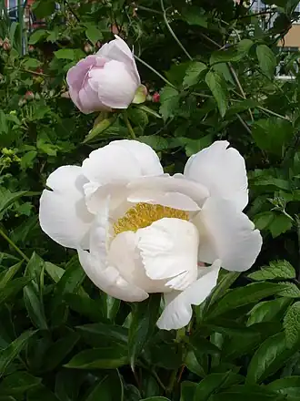 Description de cette image, également commentée ci-après