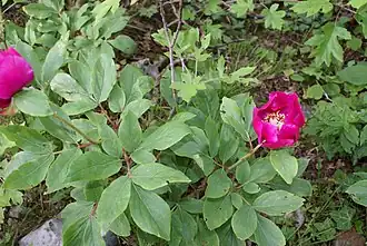 Description de cette image, également commentée ci-après