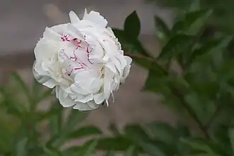 Paeonia lactiflora'Bossuet’