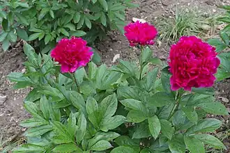 Paeonia lactiflora'Irwin Altman’