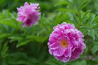 Paeonia lactiflora'Souvenir du Général Gallieni’