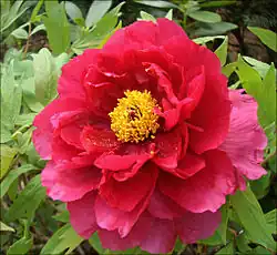 牡丹 mǔdān,étym. « cinabre viril »