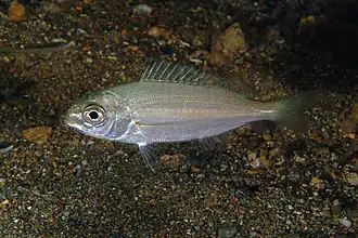 Pagellus acarne