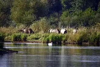 Chevaux gris broutant près d'une rivière.