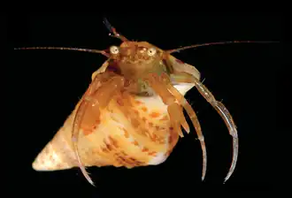 Paguriscus robustus