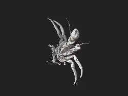 Reconstruction tridimensionnelle interactive, μCT, du volume dérivé de l'holotype masculin de Pagurus fraserorum n. sp. (SAMC MB-A066790).