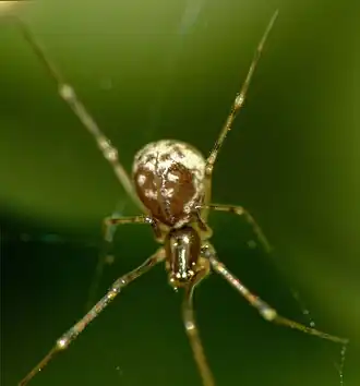 Description de l'image Pahora spp.jpg.