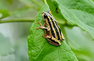 Description de l'image Painted Reed Frog (Hyperolius marmoratus) (16759960116).jpg.