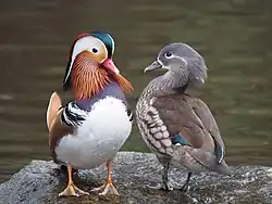Canard mandarin mâle, et femelle