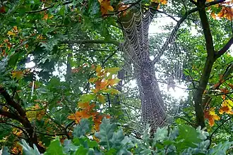 Wysoka (Zielona Góra)