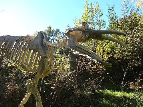 Archaeobelodon&nbsp;(en) installé au pied de la ferme du Campané.