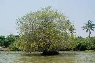Palétuvier blanc isolé sur l'île d'Owlihouè.