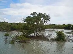 Palétuvier noir, Avicennia germinans.