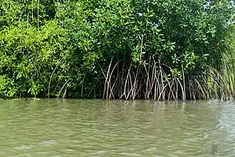 Palétuviers rouges et leurs racines échasses.