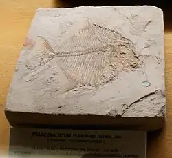 Oropycnodus ponsorti