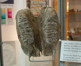 Description de l'image Palaeoloxodon lomolinoi.jpg.