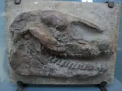 L'un des Palaeotherium étudiés par Cuvier (ici, Palaeotherium medium).