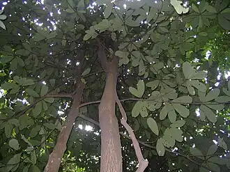 Description de cette image, également commentée ci-après